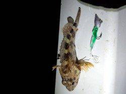 明石港、メバリングで粘ってなんとかメバルGET！