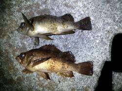 明石港、メバリングで粘ってなんとかメバルG…