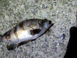 時合にあたって27cm筆頭にメバル・ガシラ連発！