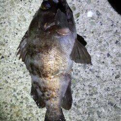 時合にあたって27cm筆頭にメバル・ガシラ連発！