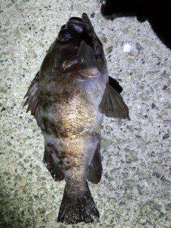 時合にあたって27cm筆頭にメバル・ガシラ連発！