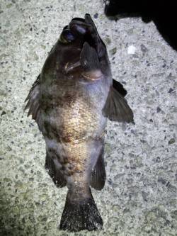 時合にあたって27cm筆頭にメバル・ガシラ…