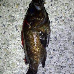 明石のメバリング、お腹からは沖アミと小イワシ1匹