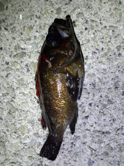 明石のメバリング、お腹からは沖アミと小イワ…