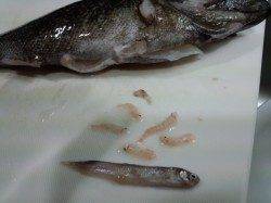 明石のメバリング、お腹からは沖アミと小イワシ1匹