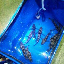 伊保港　メバリングでメバル狙いもタケノコメバルのサイトフィッシング