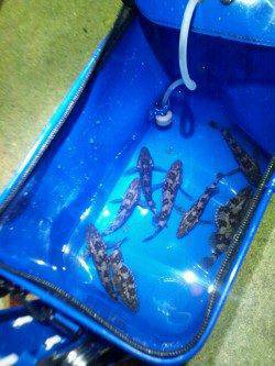 伊保港　メバリングでメバル狙いもタケノコメバルのサイトフィッシング