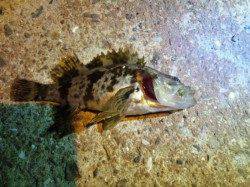 伊保港　メバリングでメバル狙いもタケノコメバルのサイトフィッシング