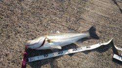 昼下がりからのシーバス釣行、回収手前でドン♪