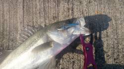 昼下がりからのシーバス釣行、回収手前でドン…