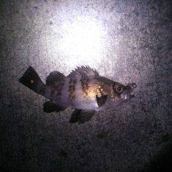 メバルとガシラの釣果、香住にてメバリング