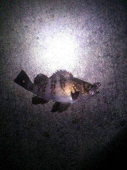 メバルとガシラの釣果、香住にてメバリング