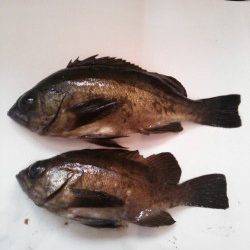 メバルとガシラの釣果、香住にてメバリング