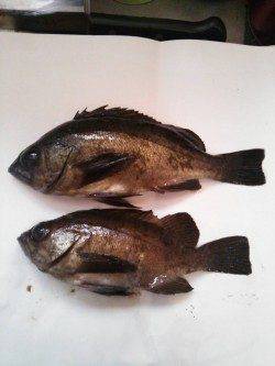 メバルとガシラの釣果、香住にてメバリング