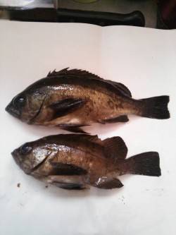 メバルとガシラの釣果、香住にてメバリング