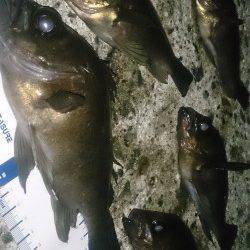 須磨でメバリング、際狙いで数を伸ばしました