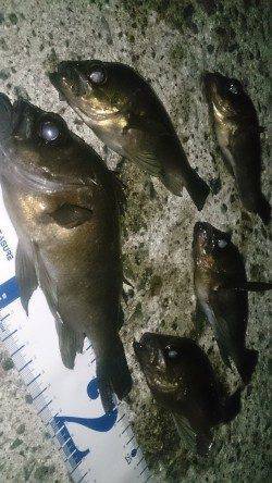 須磨でメバリング、際狙いで数を伸ばしました