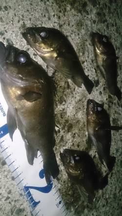 須磨でメバリング、際狙いで数を伸ばしました…