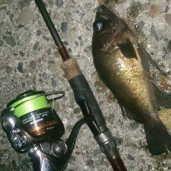 須磨でメバリング、際狙いで数を伸ばしました