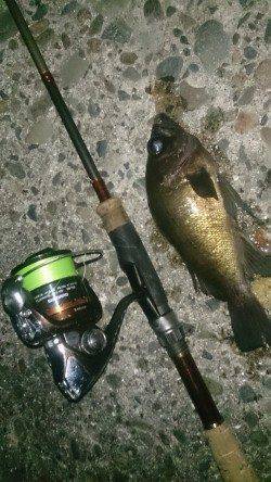 須磨でメバリング、際狙いで数を伸ばしました