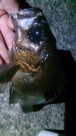 明石～須磨までメバリングでランガン