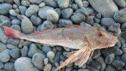 煙樹ヶ浜で ショアジギングに行ってきました！