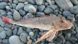 煙樹ヶ浜で ショアジギングに行ってきました…