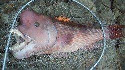 三尾の地磯、コブダイが高活性でした！