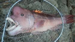 三尾の地磯、コブダイが高活性でした！