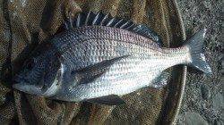 日高川河口でチヌ狙い！ヘダイもつれました