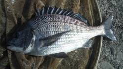 日高川河口でチヌ狙い！ヘダイもつれました