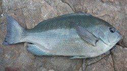 フカセをしに 三尾の地磯に行ってきました