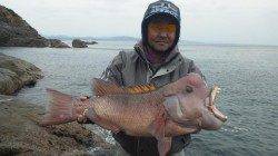 三尾の地磯、コブダイが高活性でした！