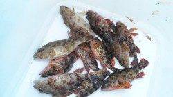 フカセをしに 三尾の地磯に行ってきました