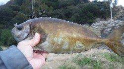 三尾の地磯にてカンダイ狙い、３回切られました