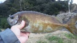 三尾の地磯にてカンダイ狙い、３回切られまし…