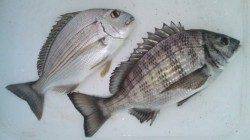 日高川河口でチヌ狙い！ヘダイもつれました