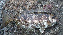 厳しい状況の中アイゴがきてくれました