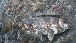 厳しい状況の中アイゴがきてくれました