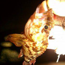 岩見漁港で地元の方もビックリの・・・・