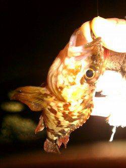 岩見漁港で地元の方もビックリの・・・・