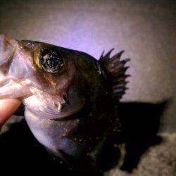 大蔵海岸でのメバリング、渋い釣りになりました