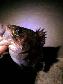 大蔵海岸でのメバリング、渋い釣りになりました