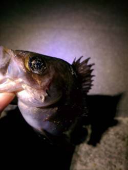 大蔵海岸でのメバリング、渋い釣りになりまし…