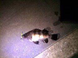 大蔵海岸でのメバリング、渋い釣りになりました