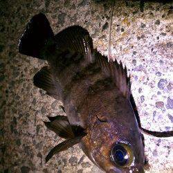 アジュール舞子でメバリング、粘ってメバル22cm