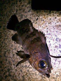 アジュール舞子でメバリング、粘ってメバル22cm