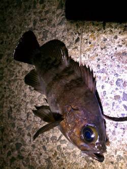 アジュール舞子でメバリング、粘ってメバル2…