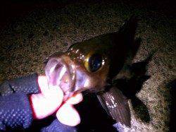 アジュール舞子でメバリング、粘ってメバル22cm