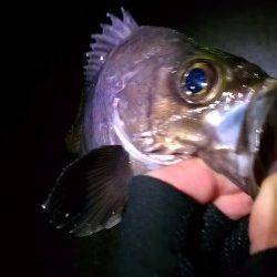 東二見人工島、25cmの良型メバル